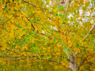 Yellow birch leaves in the autumn park. Beautiful background. Fall in the city