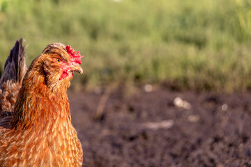 Chicken bird walking outdoors in the dirt of natural poultry farm