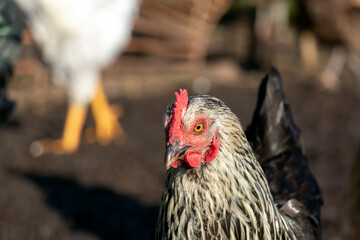 Chicken bird walking outdoors in the dirt of natural poultry farm