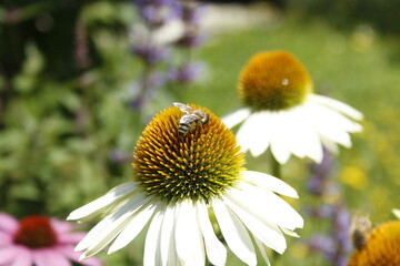 Bienen auf vielfältiger Blumenflora im häuslichen Garten auf dem Lande