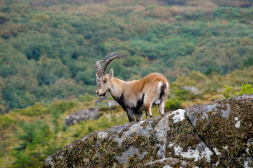A wild goat standing still on a rock, looking calm and relaxed. Peneda Geres National Park. Portugal. Capra pyrenaica lusitanica. Conservation concept.