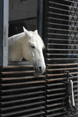  White noble horse head, standing in the stall. Spanish Riding Schooltraining of Lipizzaner horses,...