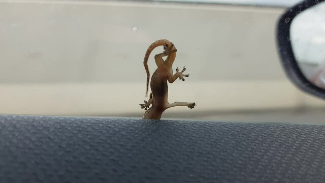 Close Up &ndash; silhouette house lizard sticky feet hanging upside down on car window, try to survive while the car driving fast on windy highway. 