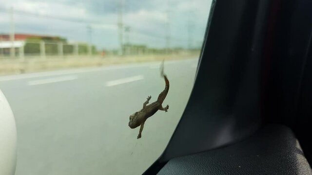 House lizard hanging on car windows with sticky feet, try to survive while the car driving. 
