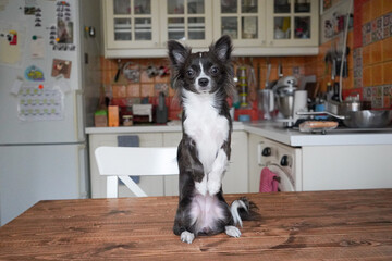Chihuahua cute dog sits like a person on wooden table in the kitchen