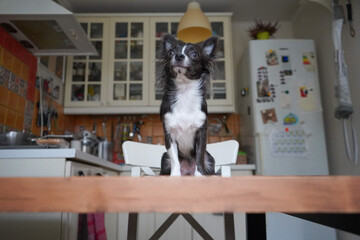 Chihuahua cute dog sits on wooden table in the kitchen