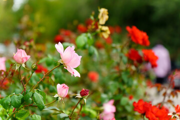 pink rose flower on a defocused green background. Selective focus Space for copying text