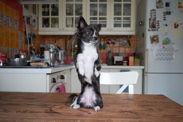 Chihuahua cute dog sits like a person on wooden table in the kitchen