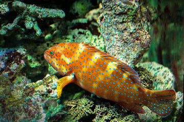 Tropical fish in aquarium