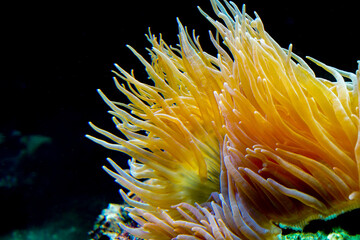 Naklejka na ściany i meble Orange anemone in the aquarium