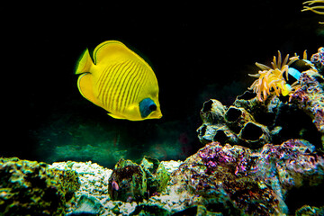 Yellow tropical fish in the aquarium