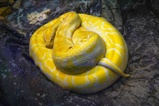 Yellow python looks at the viewer in the terrarium