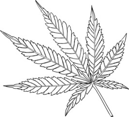 Hand drawn hemp plant. Cannabis branch with leaves. Isolated sketch of marijuana twig. Vector coloring pages contour cannabis isolated on white background