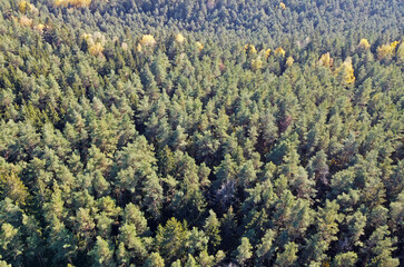 Aerial view of autumn yellow and green forest