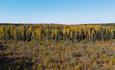 Fototapeta premium Aerial view of autumn yellow and green forest