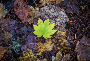 Fall Leaves 2