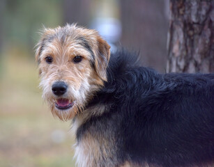 brown and black terrier in autumn