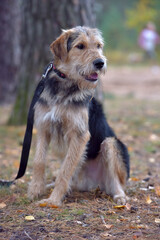 brown and black terrier in autumn