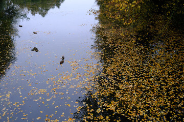 Stockenten und Laub auf der Wasseroberfläche