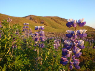 Lupinus