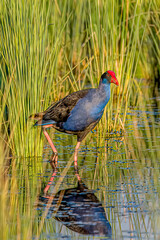 Bird in the pond