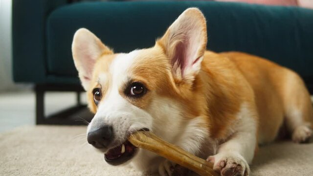 Corgi gnawing bone on floor close-up. Little dog lying and biting his toy. Eared puppy relaxing in living room. Playful domestic animal at home. Pet food, dog treats concept.