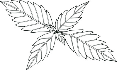 Basil leaves isolated on a white background. Basil is a fragrance and fragrant seasoning. Hand drawn vector illustration. Coloring illustration