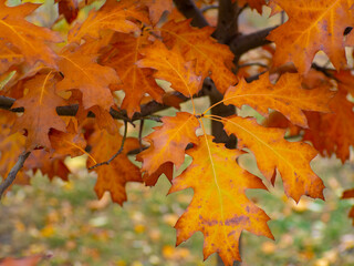 Naklejka na ściany i meble Orange oak leaves. Beautiful autumn background