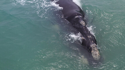 Fototapeta premium Baleia franca, Santa Catarina, Sul do Brasil