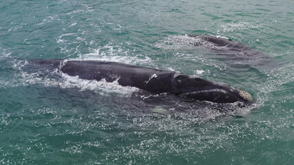 Baleia franca, Santa Catarina, Sul do Brasil