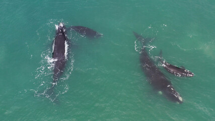 Baleia franca, Santa Catarina, Sul do Brasil © Ricardo Weg