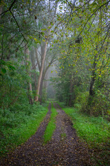 Herbststimmung im Laubwald Schaalsee