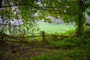 Herbststimmung im Laubwald Schaalsee