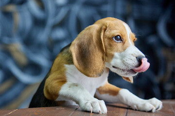 Beagle dog climbed with its front paws on a dark wood table in search of something delicious. The puppy is licking his lips