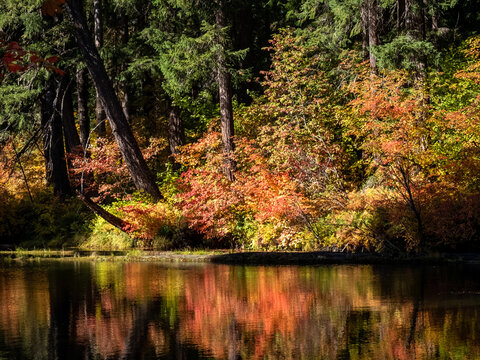autumn in the woods