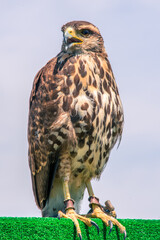 Bird trained bird of prey Falconry