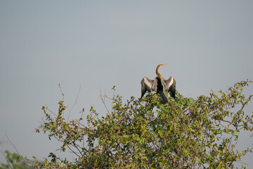The Anhinga (Anhinga anhinga)
