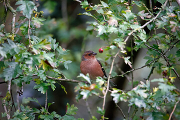 Male chaffinch foraging in the woods