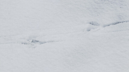 Crow tracks on white snow. Traces of birds