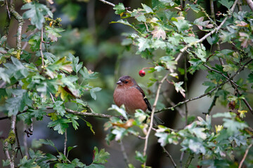 Male chaffinch foraging in the woods