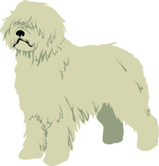 The Komondor (the Hungarian sheepdog) Colored Vector Illustration