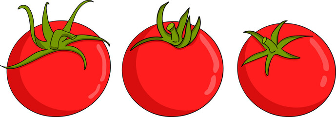 Hand drawn colorful red tomato. Vector illustration isolated on white background. Realism vegetable.