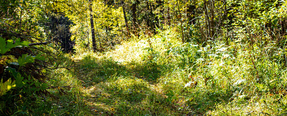 Panorama of overgrown forest road on a bright sunny summer day.