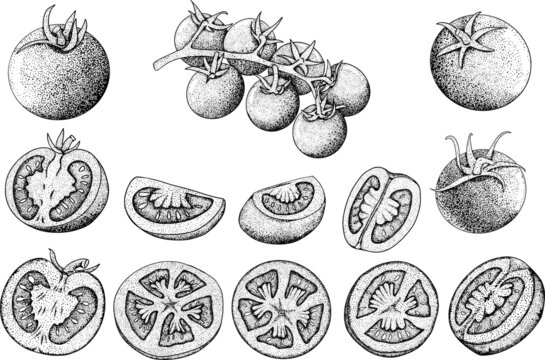 Hand drawn tomatoes. Set sketches with cut, slice and branch of tomatoes. Vector illustration isolated on white background. Realism vegetable.