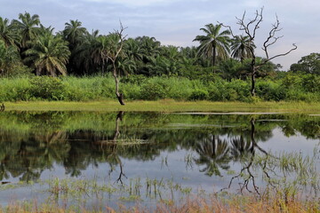 lake in african forest