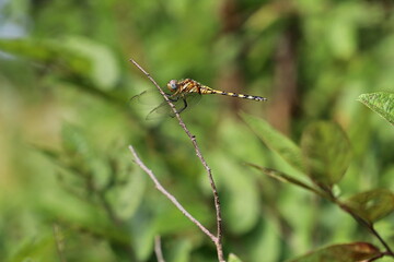 dragonfly on a branch