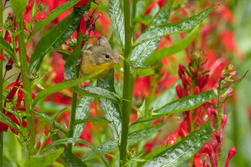 Common Yellowthroat on migration, in flower garden