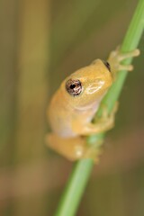 green frog on a leaf