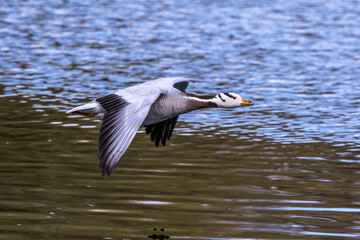 The bar-headed goose, Anser indicus flying over a lake in English Garden in Munich