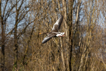 The flying greylag goose, Anser anser is a species of large goose